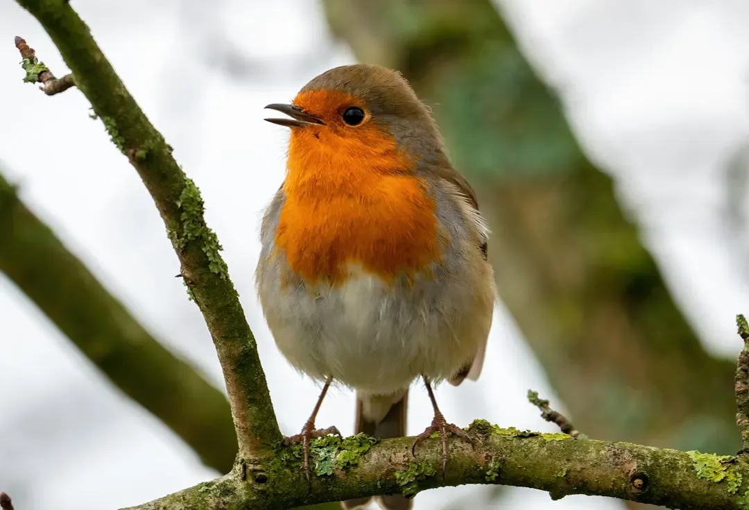 Increased Vocalizations Before Silence (Image Credits: Unsplash)