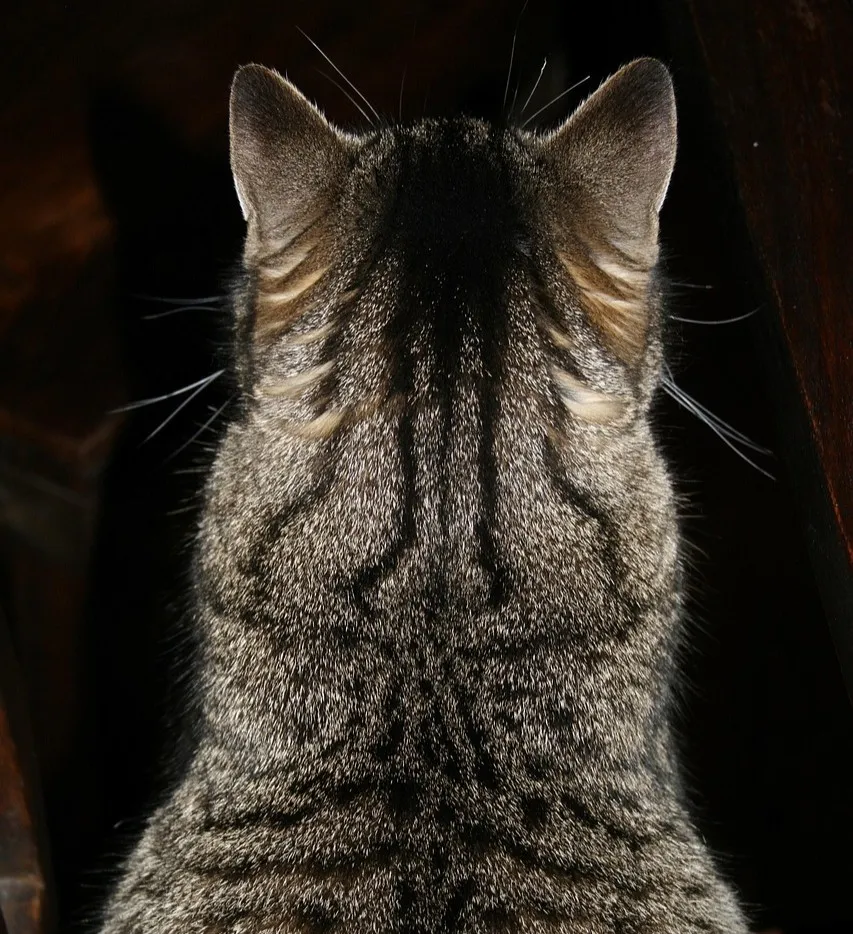 #11 - They Turn Their Back to You - and Stay There (Image Credits: Pixabay)