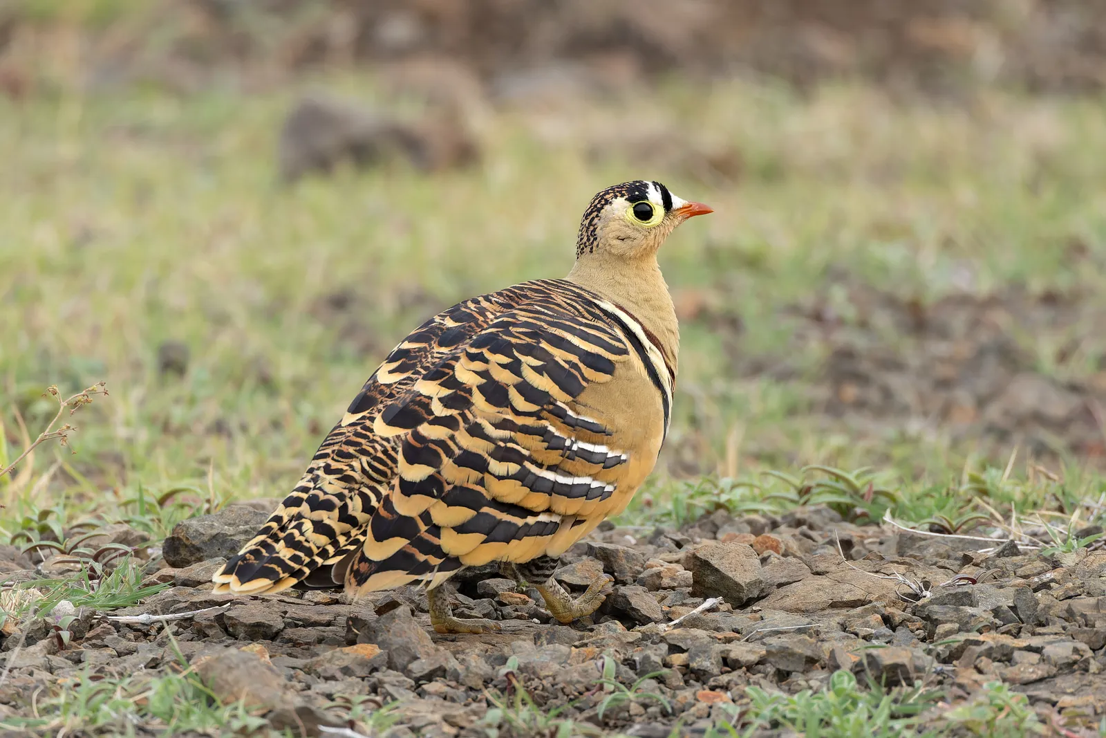 Sandgrouse: The Bird That Carries Water in Its Feathers (By Tisha Mukherjee, CC BY-SA 4.0)
