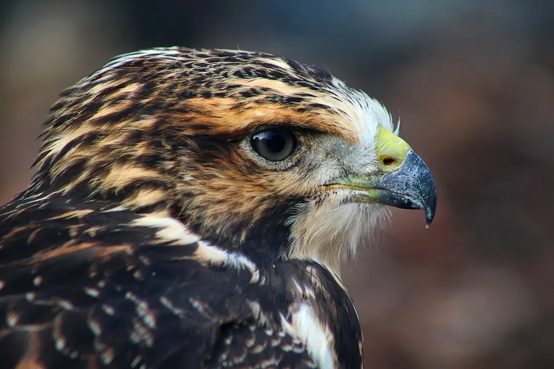 Aries (March 21 &ndash; April 19): The Hawk (Image Credits: Unsplash)
