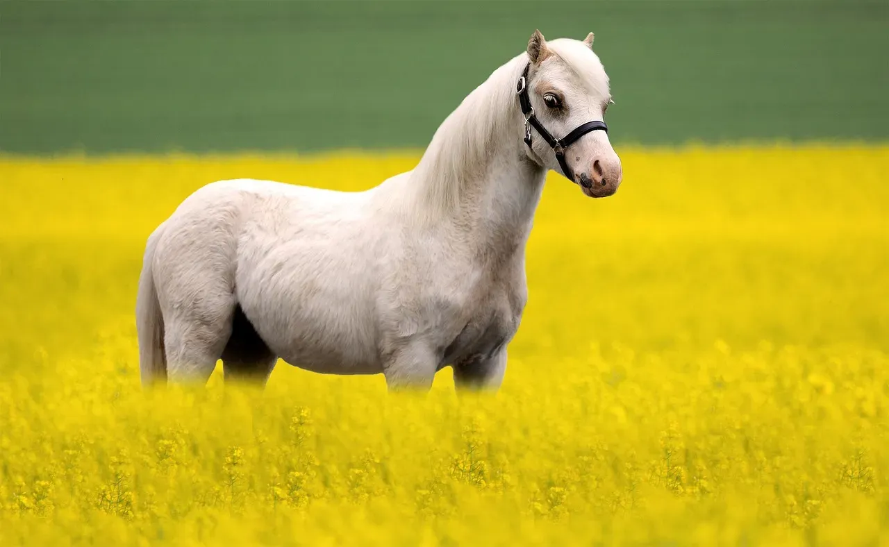 Pisces: The Dreamy Welsh Pony (Image Credits: Pixabay)