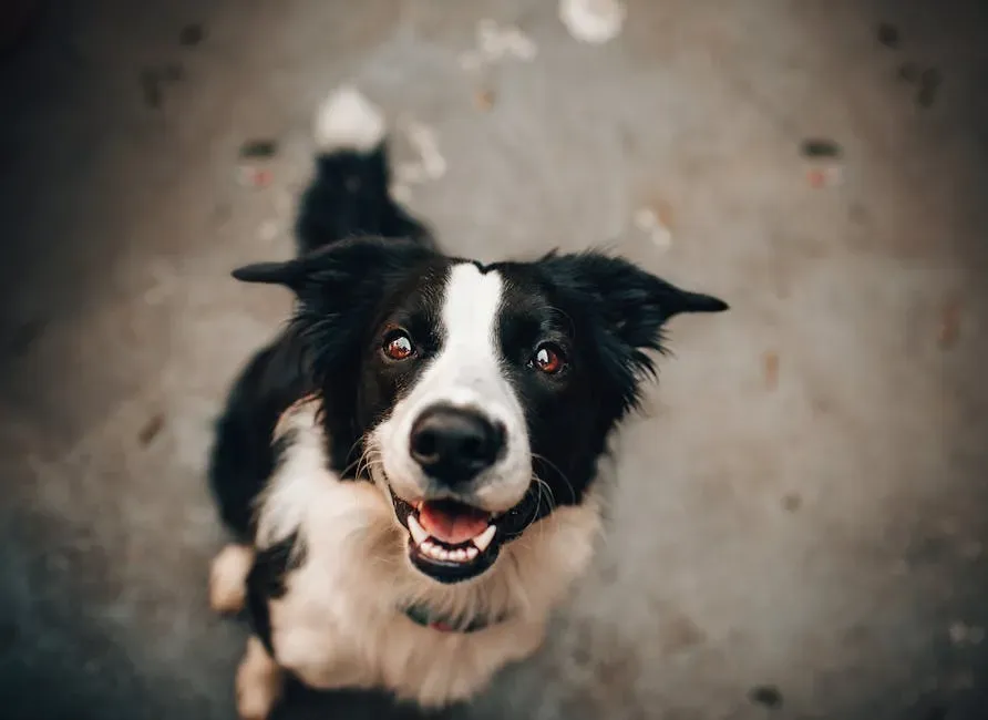 How to Strengthen the Bond Through Mutual Gazing (Image Credits: Pexels)
