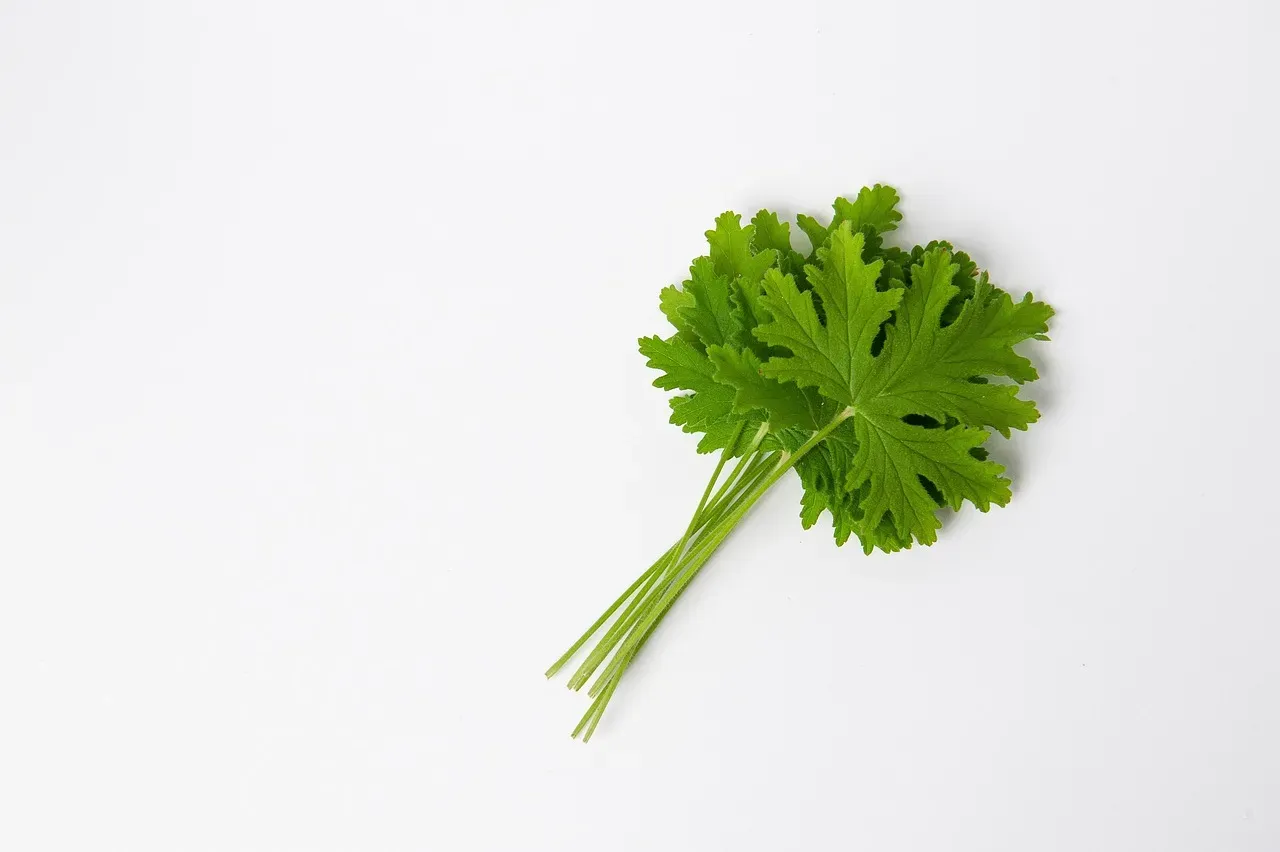 #5: Plant Strong-Scented Herbs as Natural Barriers (Image Credits: Pixabay)