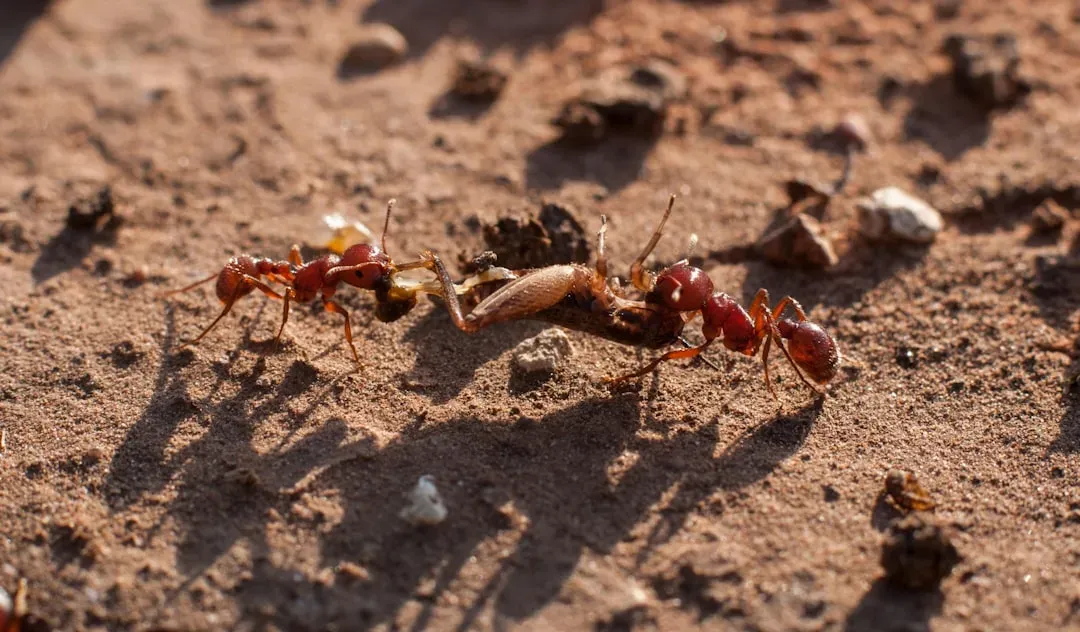 Ants: Tiny Invaders in Very Large Numbers (Image Credits: Unsplash)