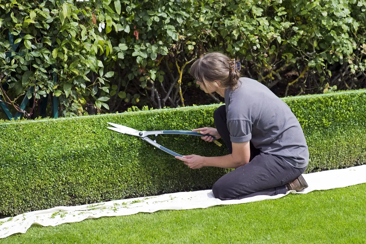 #7 - You're Afraid to Cut, So Your Plants Never Really Thrive (Image Credits: Pixabay)