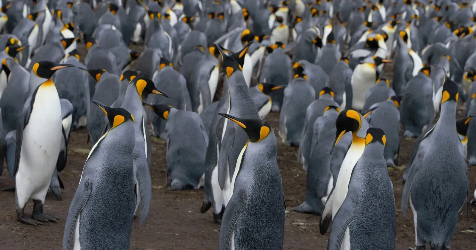 Sea Ice Collapse Is Hitting Breeding Grounds Hard (Image Credits: Pexels)