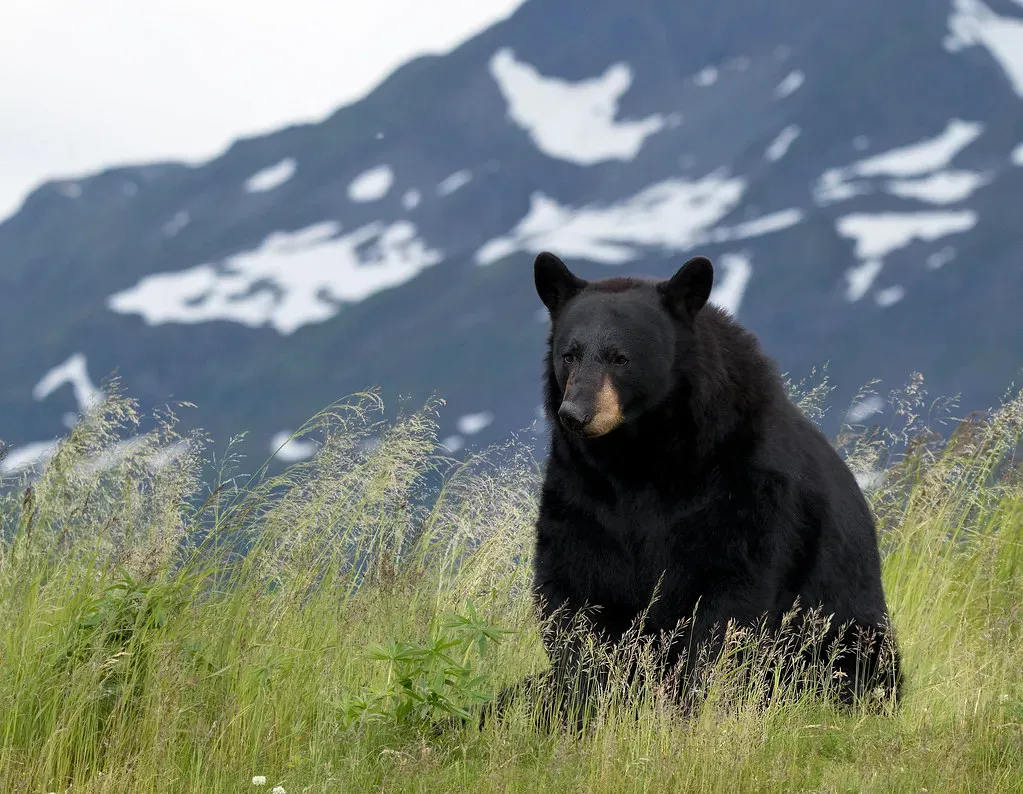 Idaho: Mountains, Rivers, and Tens of Thousands of Bears (watts_photos, Flickr, CC BY 2.0)