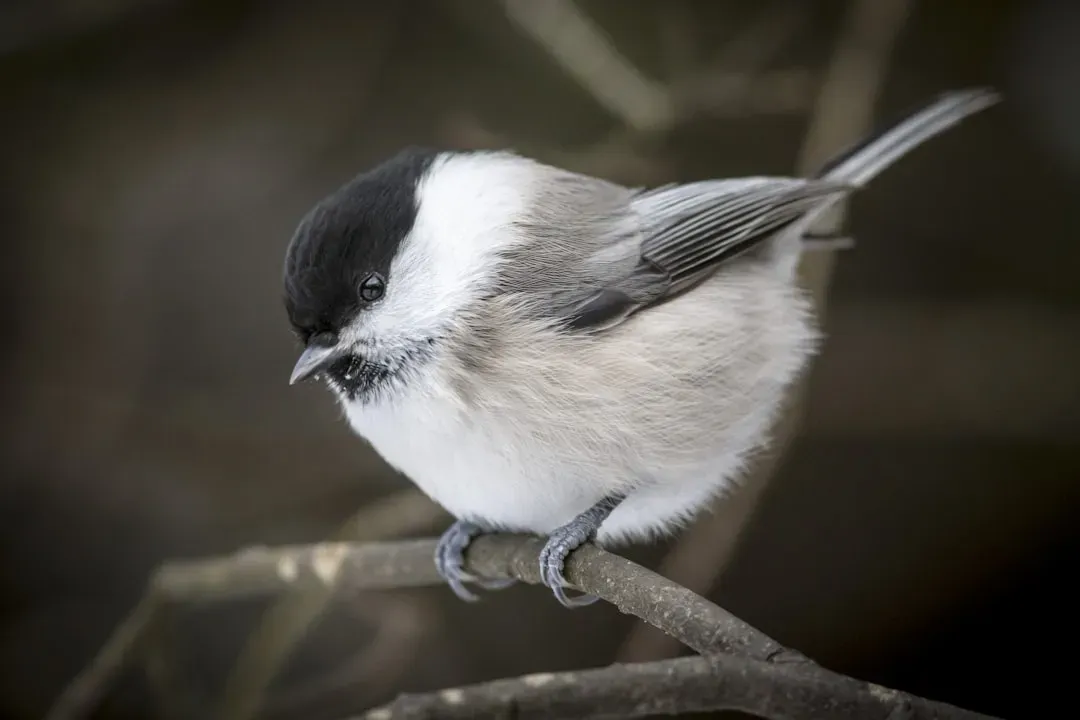 The Chickadee Brain: Tiny Birds, Big Cognitive Skills (Image Credits: Unsplash)