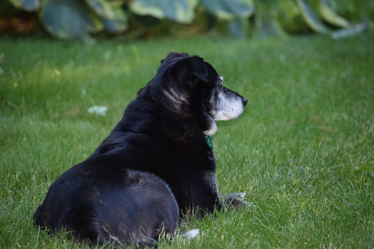 1 - Shadow's Forever Wait (Image Credits: Pixabay)