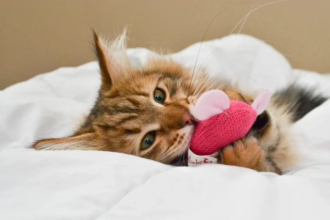 Your Heart Actually Works Better (Image Credits: Unsplash)