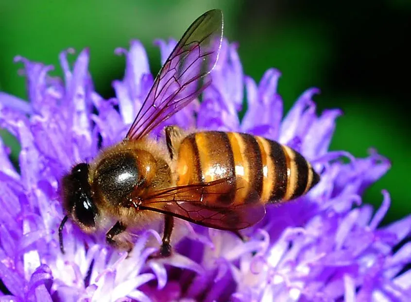 The Bee: Hardworking and Beautifully Organized (williamcho, Flickr, CC BY-SA 2.0)