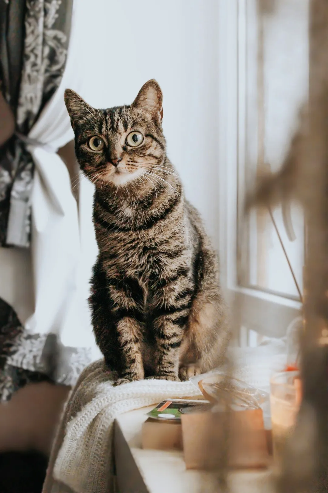 #5 Bringing you "gifts" (Image Credits: Unsplash)