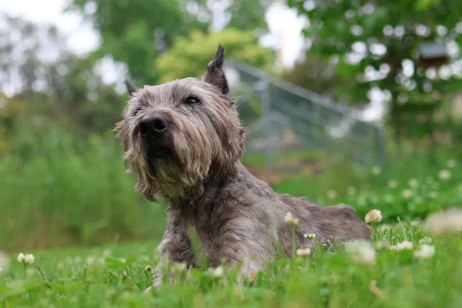 #7 - Glen of Imaal Terrier (Image Credits: Pexels)