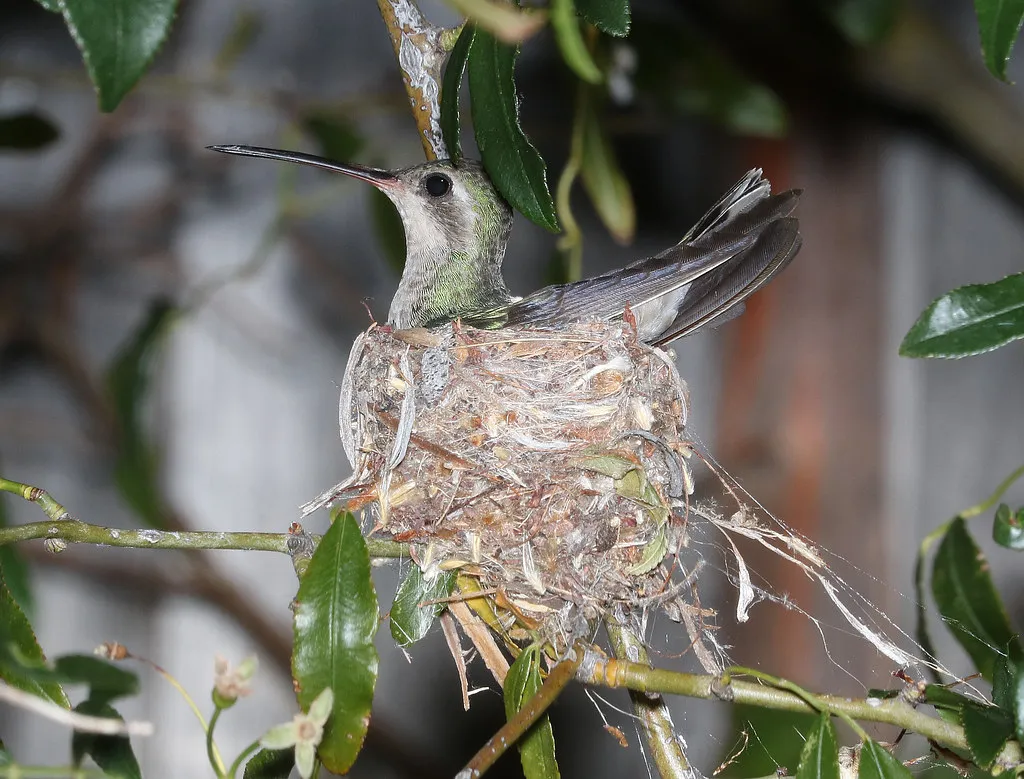 6. Shelter And Nesting Cover: Can They Vanish In A Split Second? (Image Credits: Flickr)