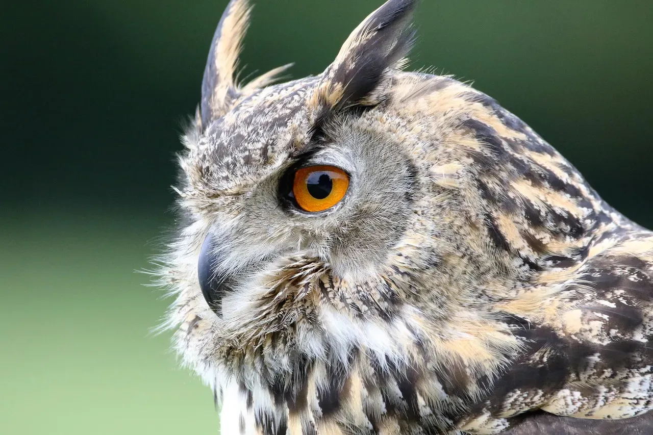 Predators and Prey: The Dance of Survival Across Biomes (Image Credits: Pixabay)