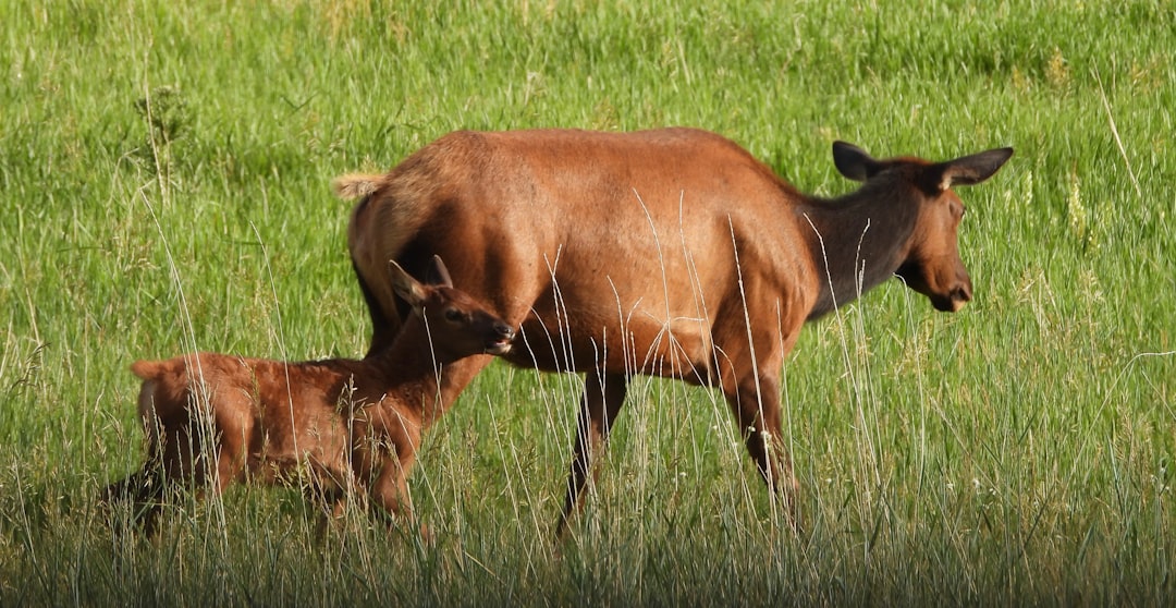 Protecting Calves The Most Dangerous Moose Encounter (Image Credits: Unsplash)