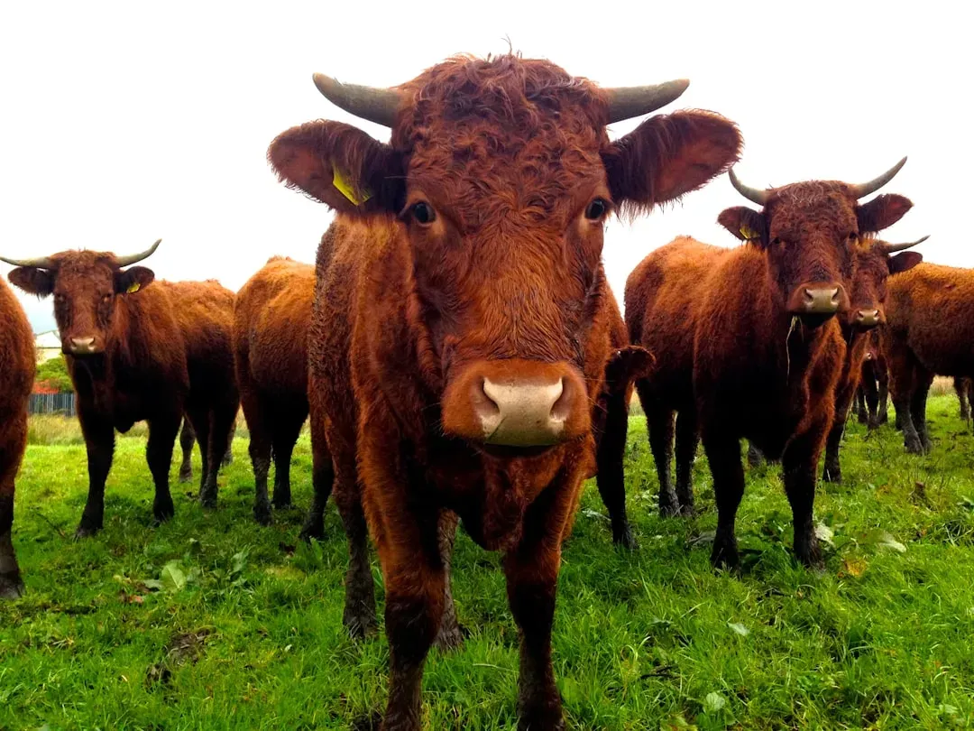 Cows: Restless Grazers Signaling Imminent Shakes (Image Credits: Unsplash)