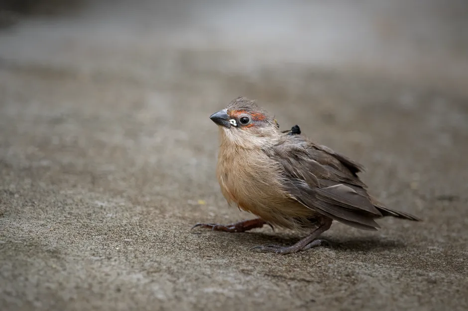 How Young Songbirds Learn: From Babbling to Perfect Pitch (Image Credits: Pexels)