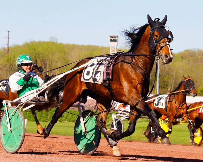 #18 - Off-Track Standardbred (Image Credits: Pexels)