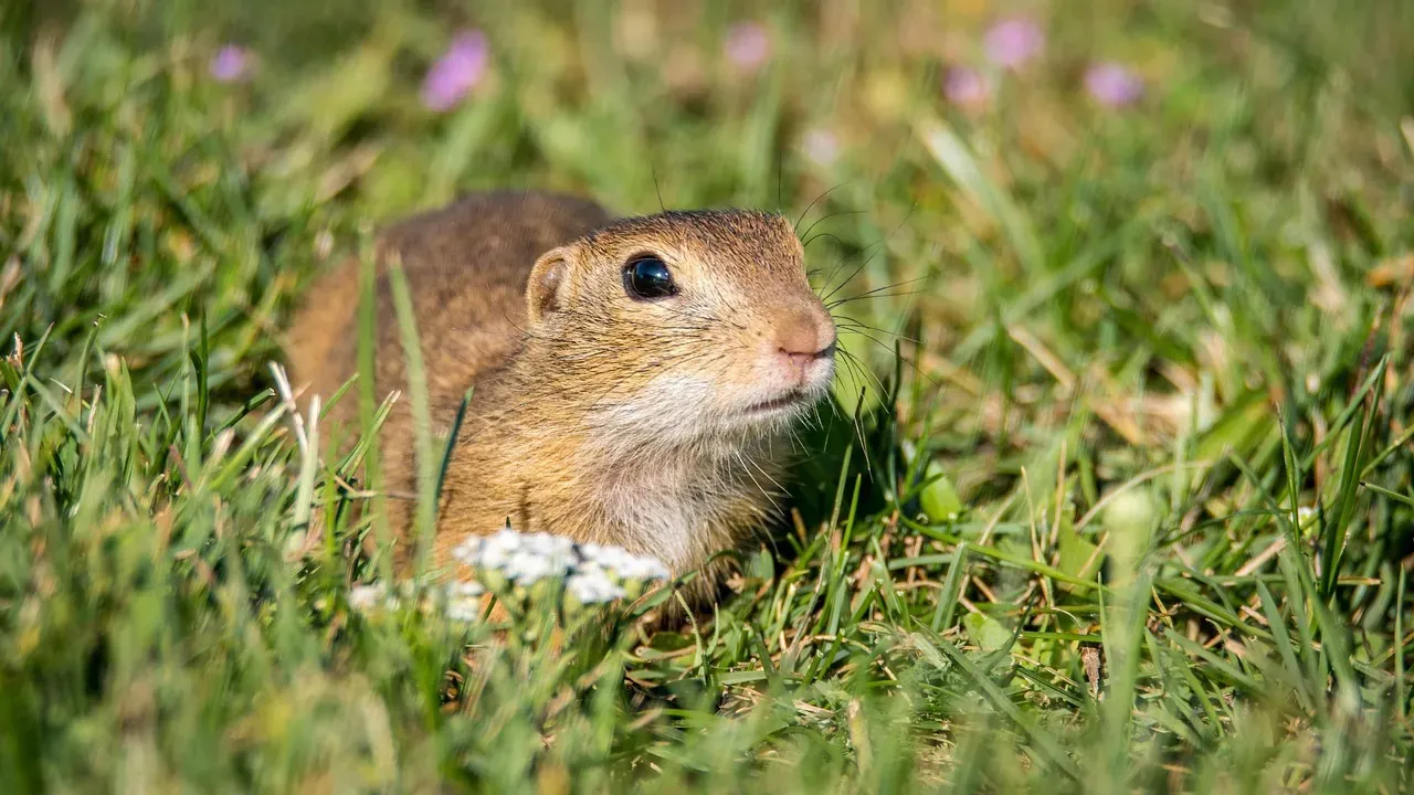 California: The Gopher Capital of the West (Image Credits: Pixabay)