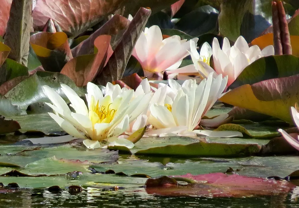 Pisces (February 19 – March 20): Water Lily (teebreuq, Flickr, CC BY 2.0)