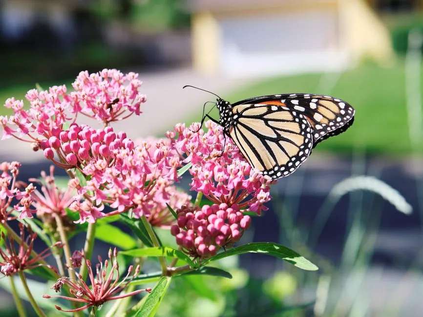 4. Swamp Milkweed (Asclepias incarnata) &ndash; Refined Monarch Host for Damp Spots (Image Credits: Pexels)
