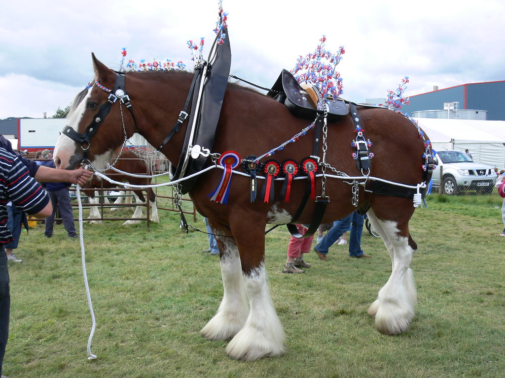 Taurus: The Clydesdale - Gentle Giants of Dependability (Image Credits: Flickr)