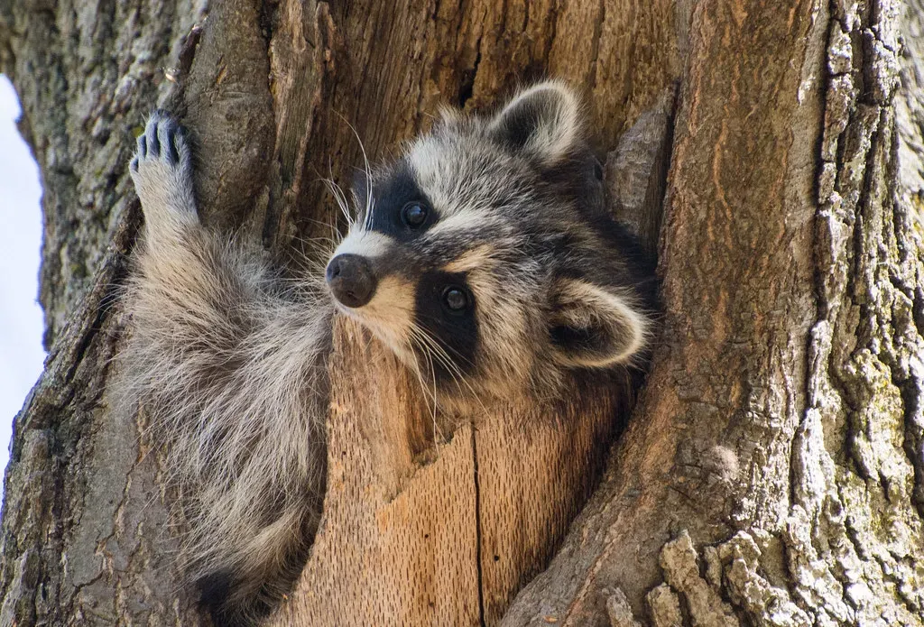 Squeezing Through Unexpected Gaps (BillDamon, Flickr, CC BY 2.0)