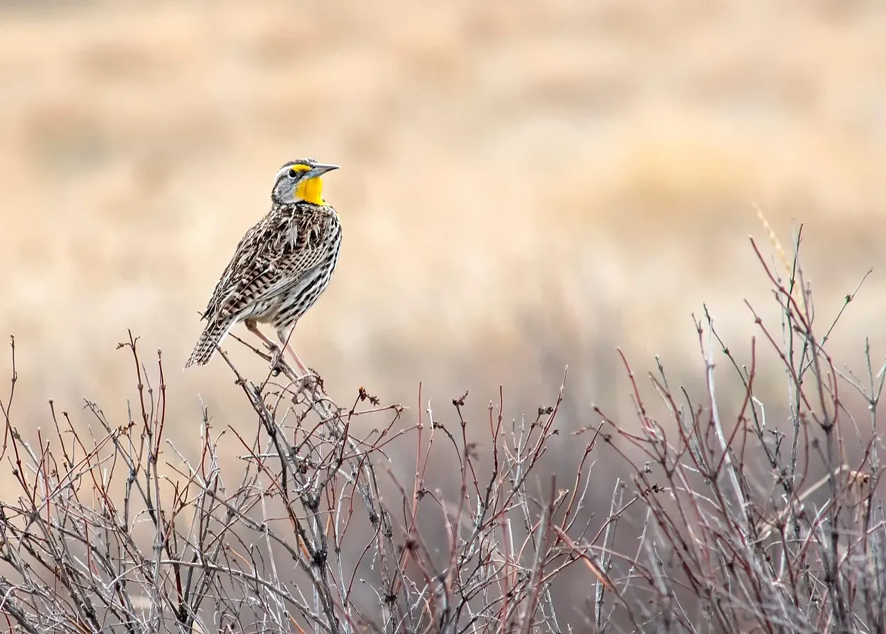 9. The Western Meadowlark: Voice of the Grasslands Going Quiet (Image Credits: Pixabay)