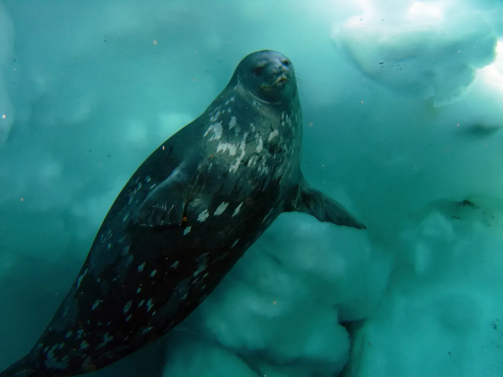 The World's Most Southerly Singing Mammal (By Steve Rupp, Public domain)