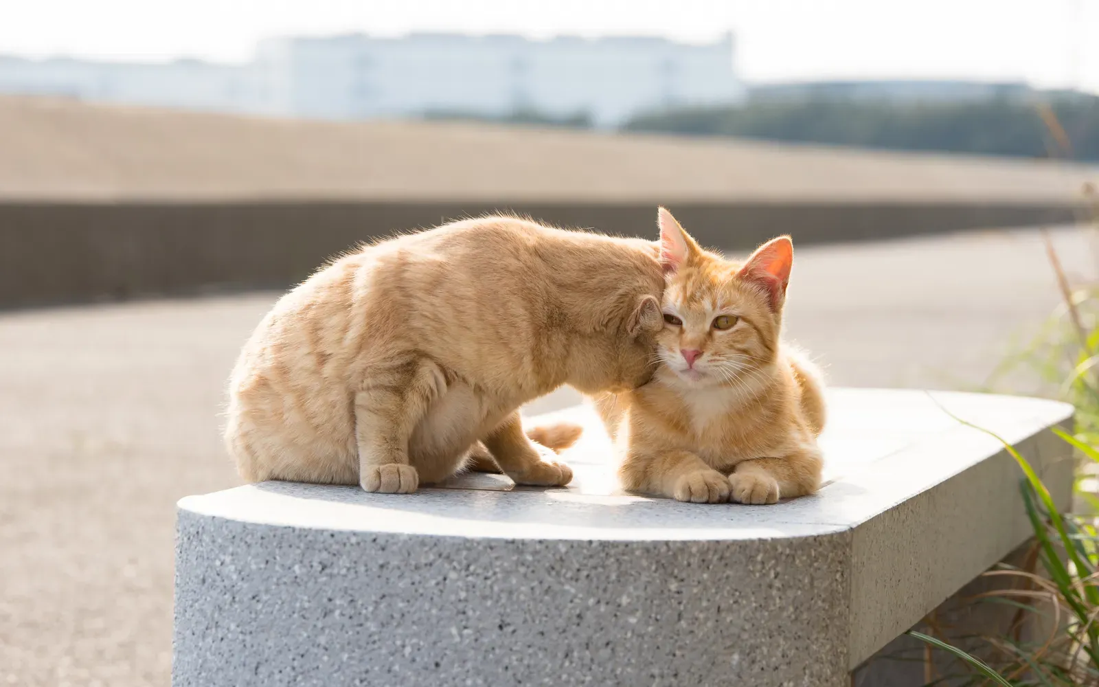 Head Butts and Cheek Rubs (Image Credits: Wikimedia)
