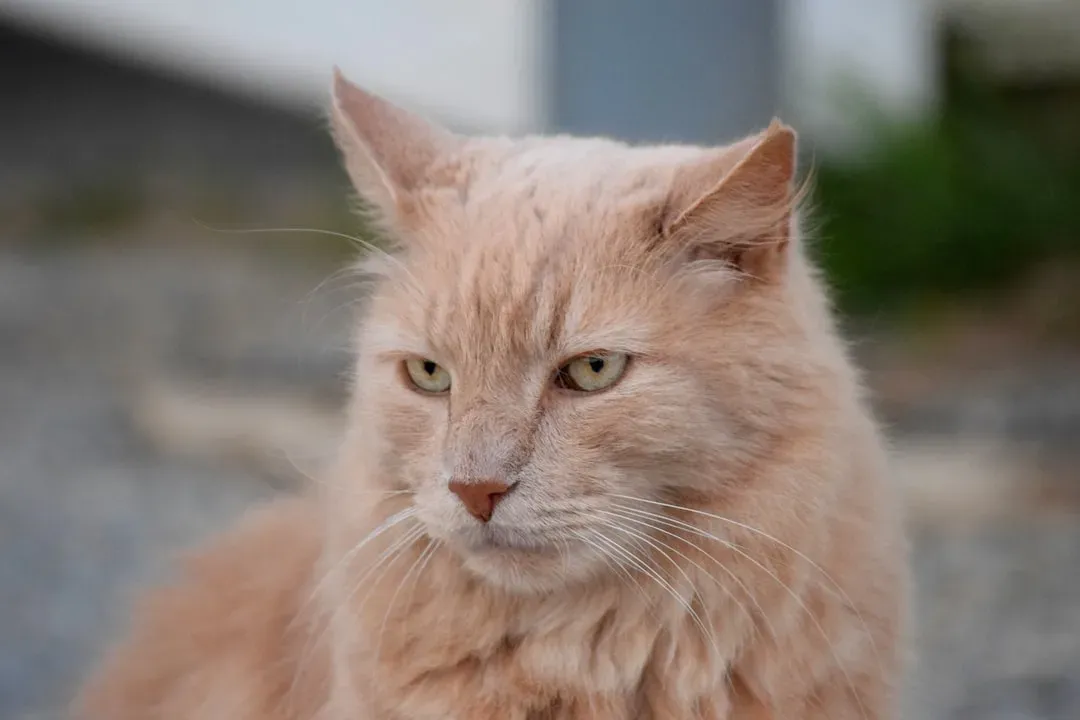 Conclusion: Reading the Room (or the Cat) (Image Credits: Unsplash)