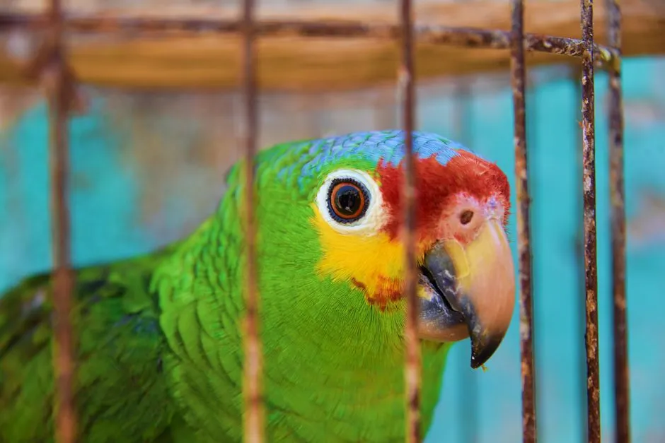 What This Reveals About Parrot Minds and Inner Worlds (Image Credits: Pexels)