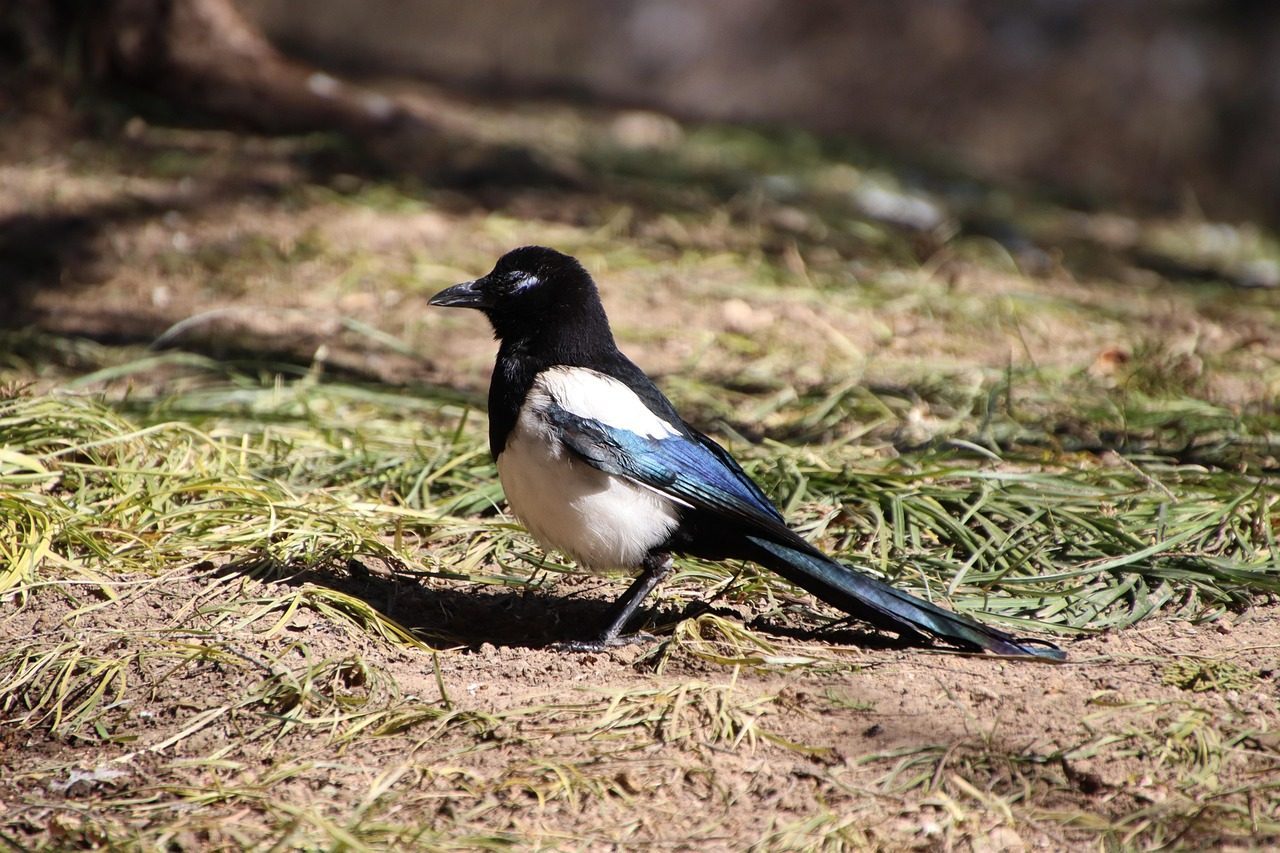 5. Eurasian Magpie: The Self-Aware Bird (Image Credits: Pixabay)