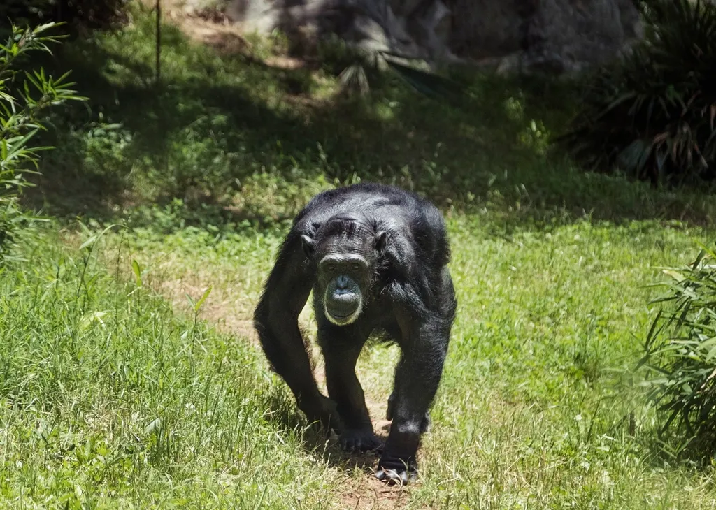 What Chimp Memory Tells Us About Being Human (Image Credits: Rawpixel)