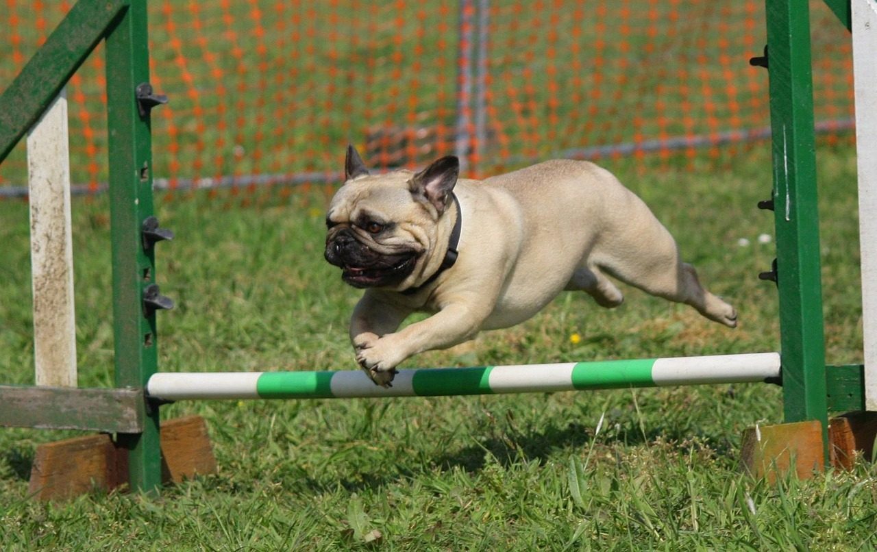 Allowing Dangerous Physical Activities (Image Credits: Pixabay)
