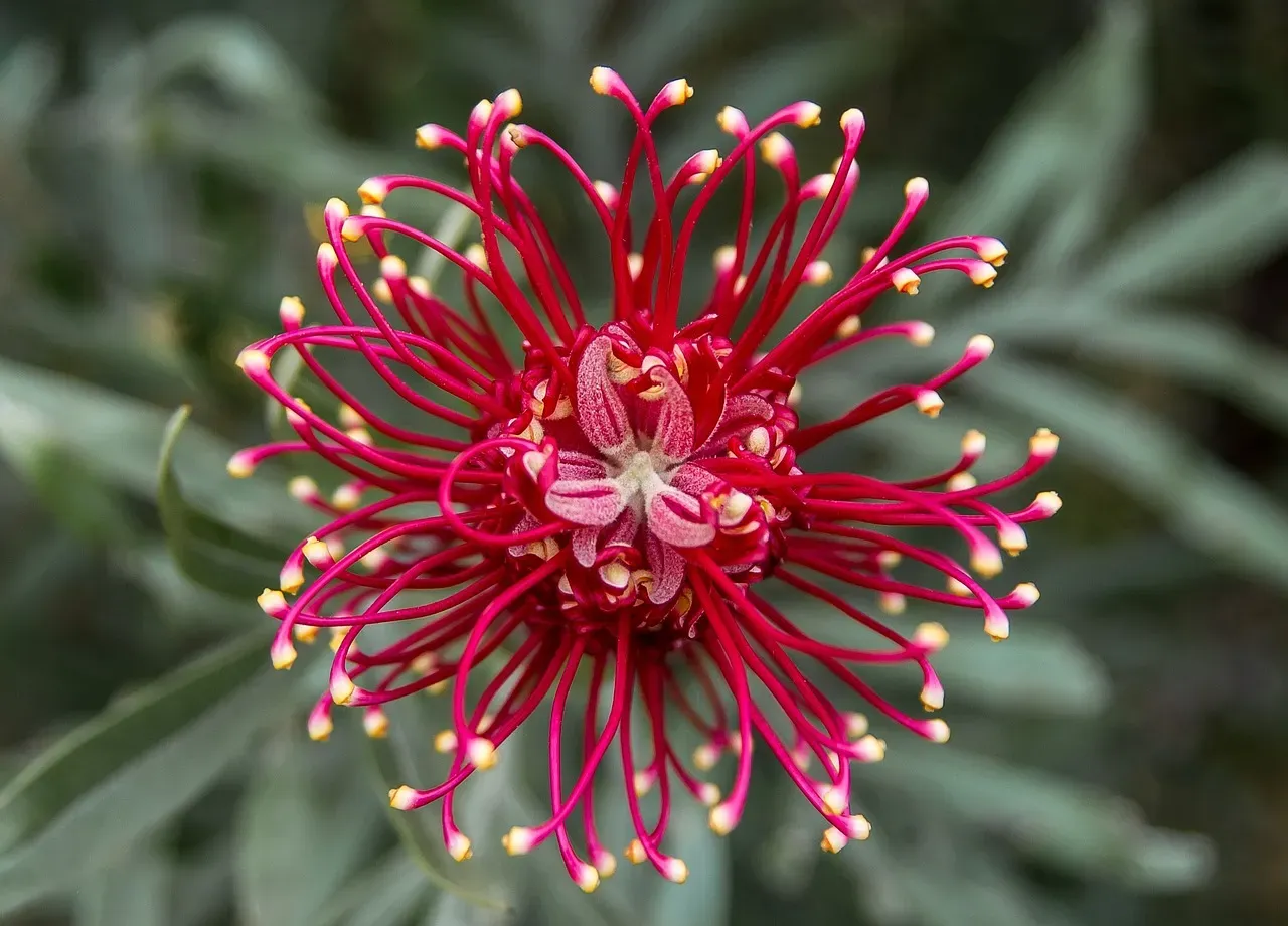 Why Native Plants Actually Make You a Better Gardener (Image Credits: Pixabay)