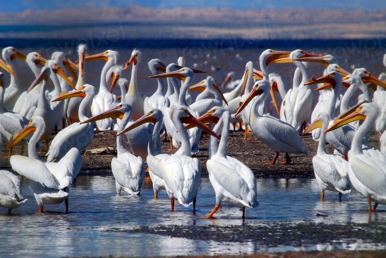 Salton Sea: California's Accidental Wildlife Paradise (Image Credits: Rawpixel)