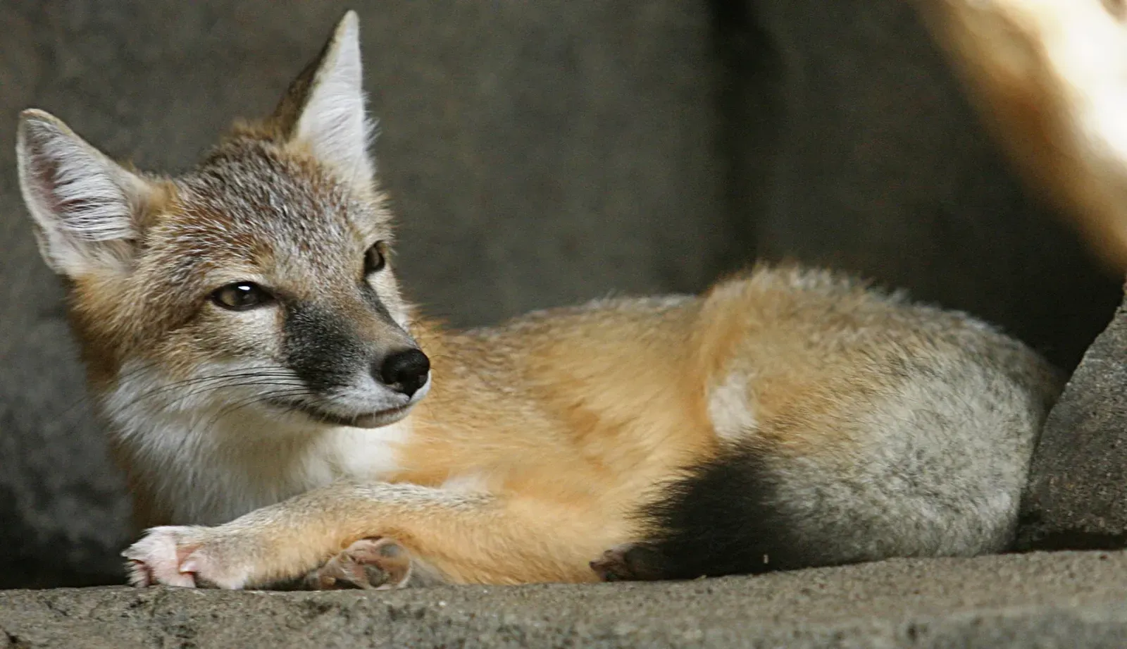 Swift Fox: The Prairie Speedster (Image Credits: Wikimedia)
