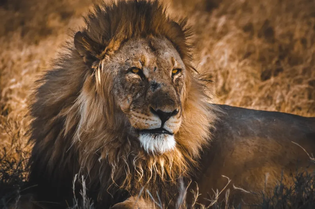 #5 Leo (July 23 &ndash; August 22): The Lion (Image Credits: Unsplash)