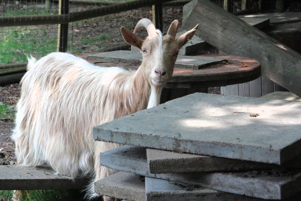 Practical Implications: Farming, Enrichment and Welfare (Image Credits: Flickr)