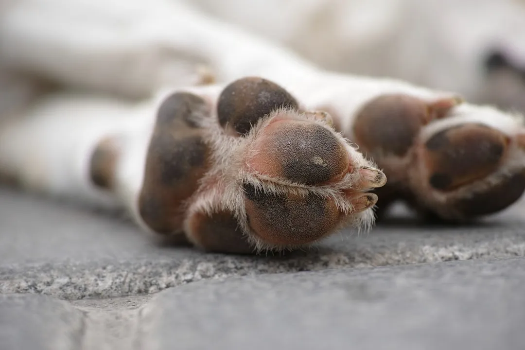 4. How Their Paws Tell the Truth About Pain (Image Credits: Unsplash)