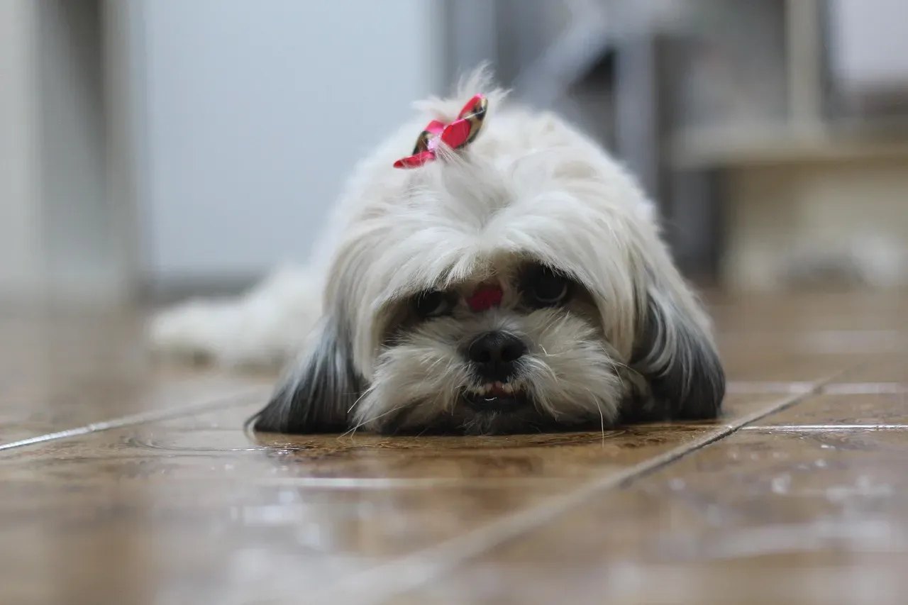 #17. Shih Tzu (Image Credits: Pixabay)
