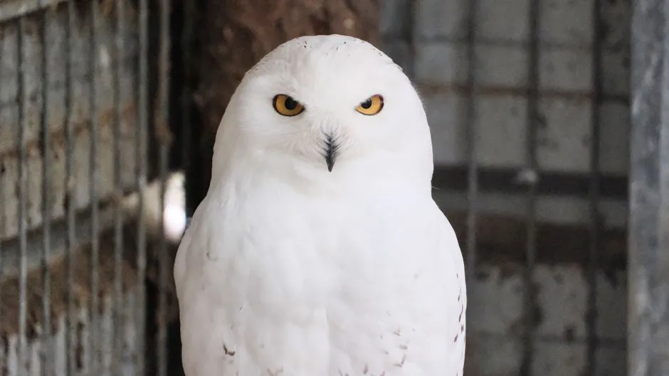 Cancer: The Snowy Owl's Protective Embrace (Image Credits: Pexels)