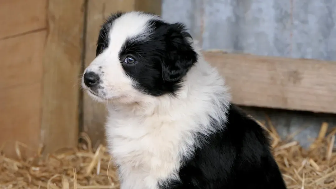 Border Collie: The Workaholic Who Never Clocks Out (Image Credits: Unsplash)