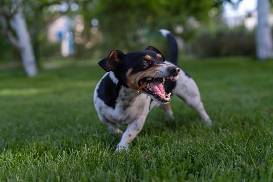 #11 - Gentle Open-Mouth Panting Shows Easy Breathing (Image Credits: Unsplash)