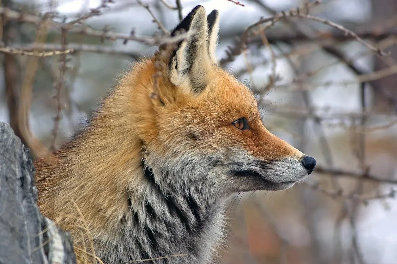 Blanford's Fox: The Cliff-Dwelling Acrobat (Image Credits: Pixabay)