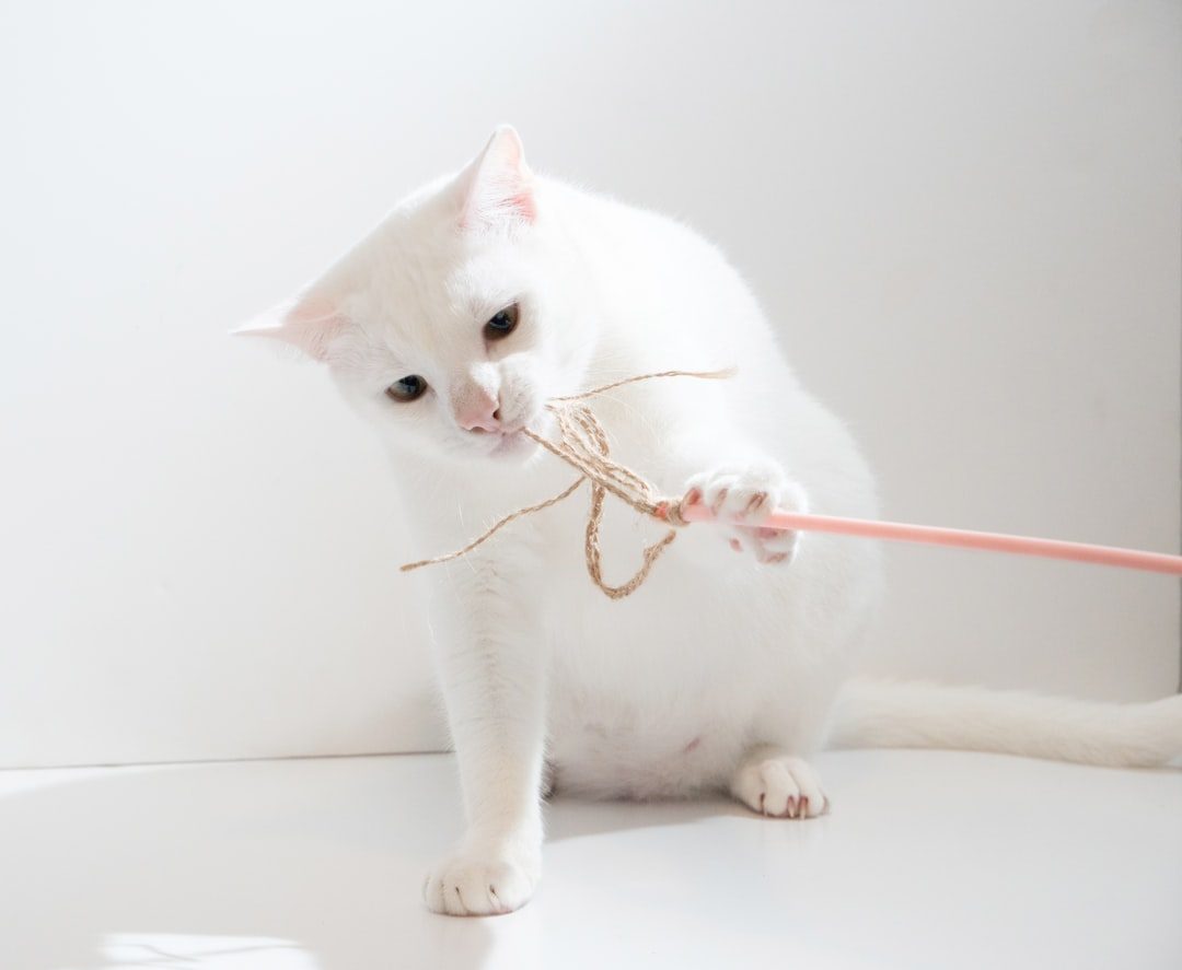 Electrical Cords and Wires (Image Credits: Unsplash)