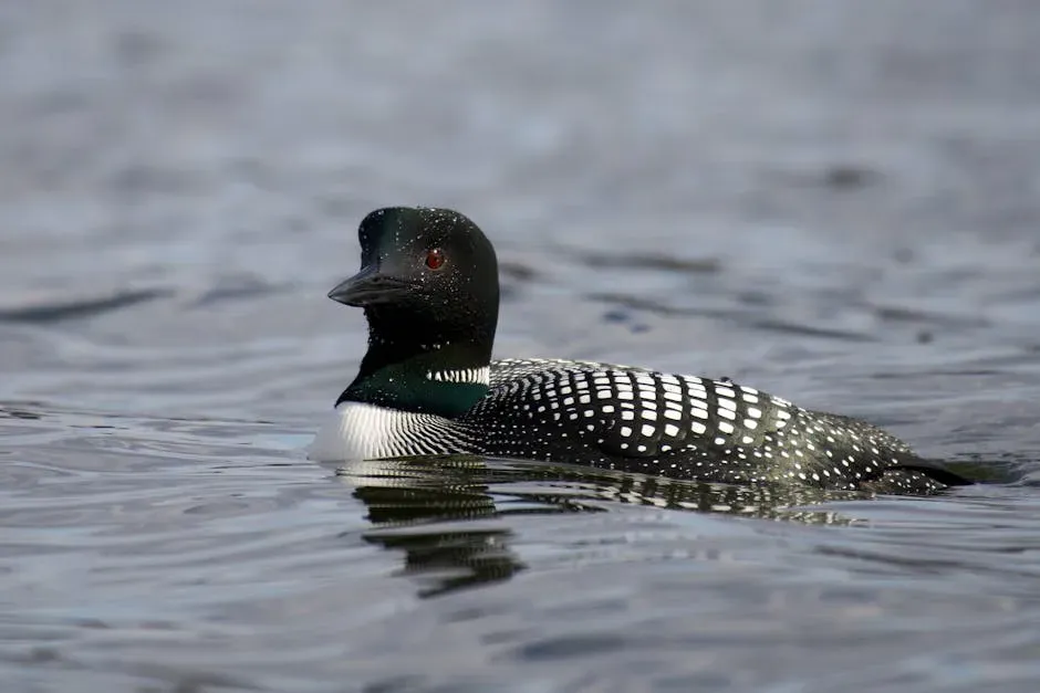 3. Common Loon: The Haunting Diver (Image Credits: Pexels)
