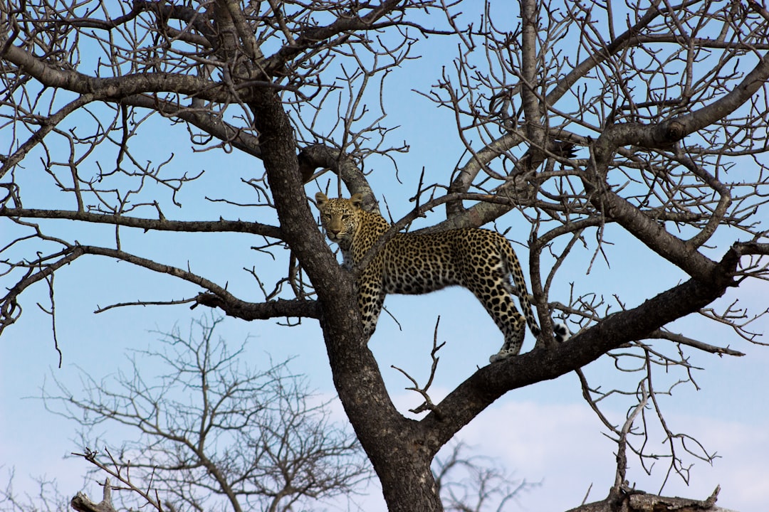 Ambush From Above: The Tree Drop Strategy (Image Credits: Unsplash)